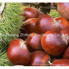 New Crop Chestnut with Competitive Price
